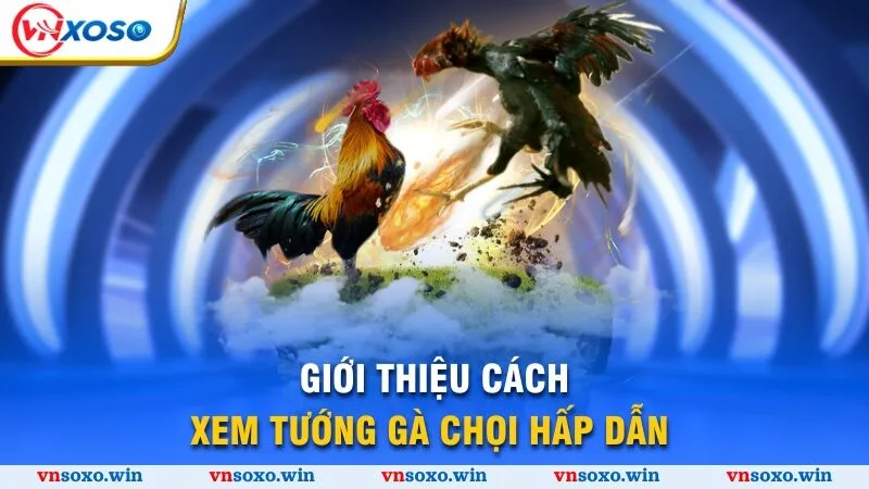 Giới thiệu cách xem tướng gà chọi hấp dẫn 
