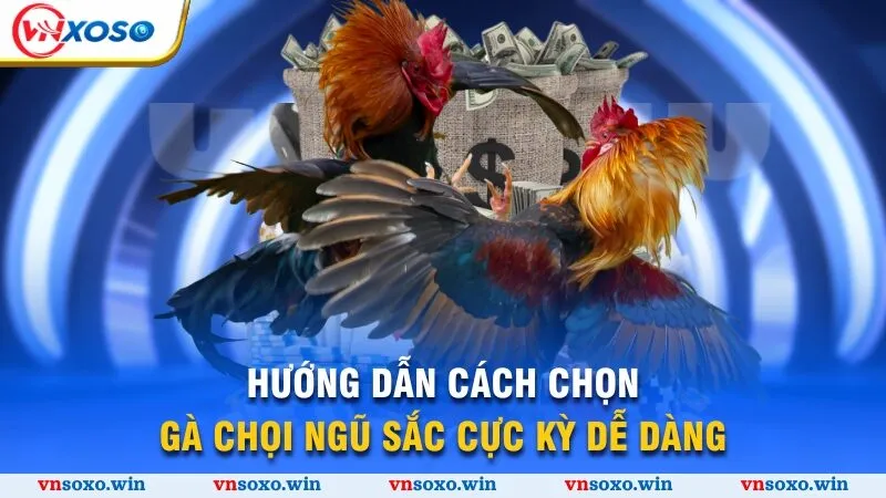 Đá Gà Ngũ Sắc - Bí Kíp Chọn Thần Kê Vượt Trội Thắng Lớn 3 Hướng dẫn cách chọn gà chọi ngũ sắc cực kỳ dễ dàng