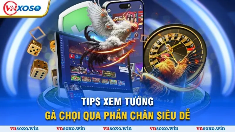 Tips xem tướng gà chọi qua phần chân siêu dễ