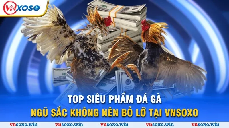 Đá Gà Ngũ Sắc - Bí Kíp Chọn Thần Kê Vượt Trội Thắng Lớn 4 Top siêu phẩm đá gà ngũ sắc không nên bỏ lỡ tại Vnsoxo