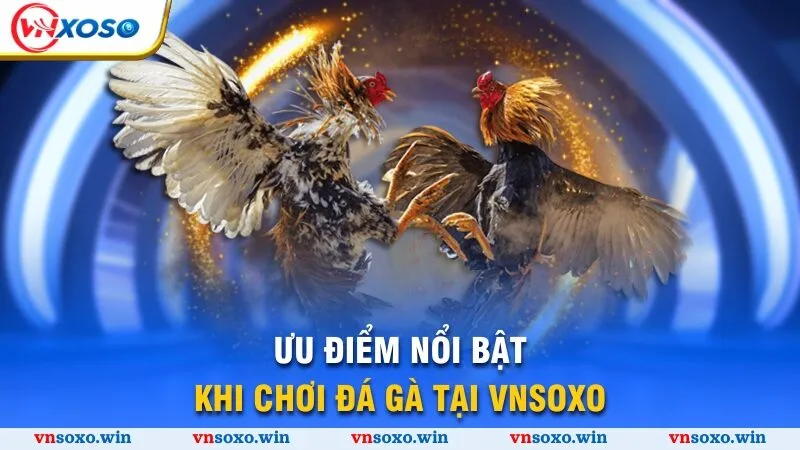 Ưu điểm nổi bật khi chơi đá gà tại Vnsoxo